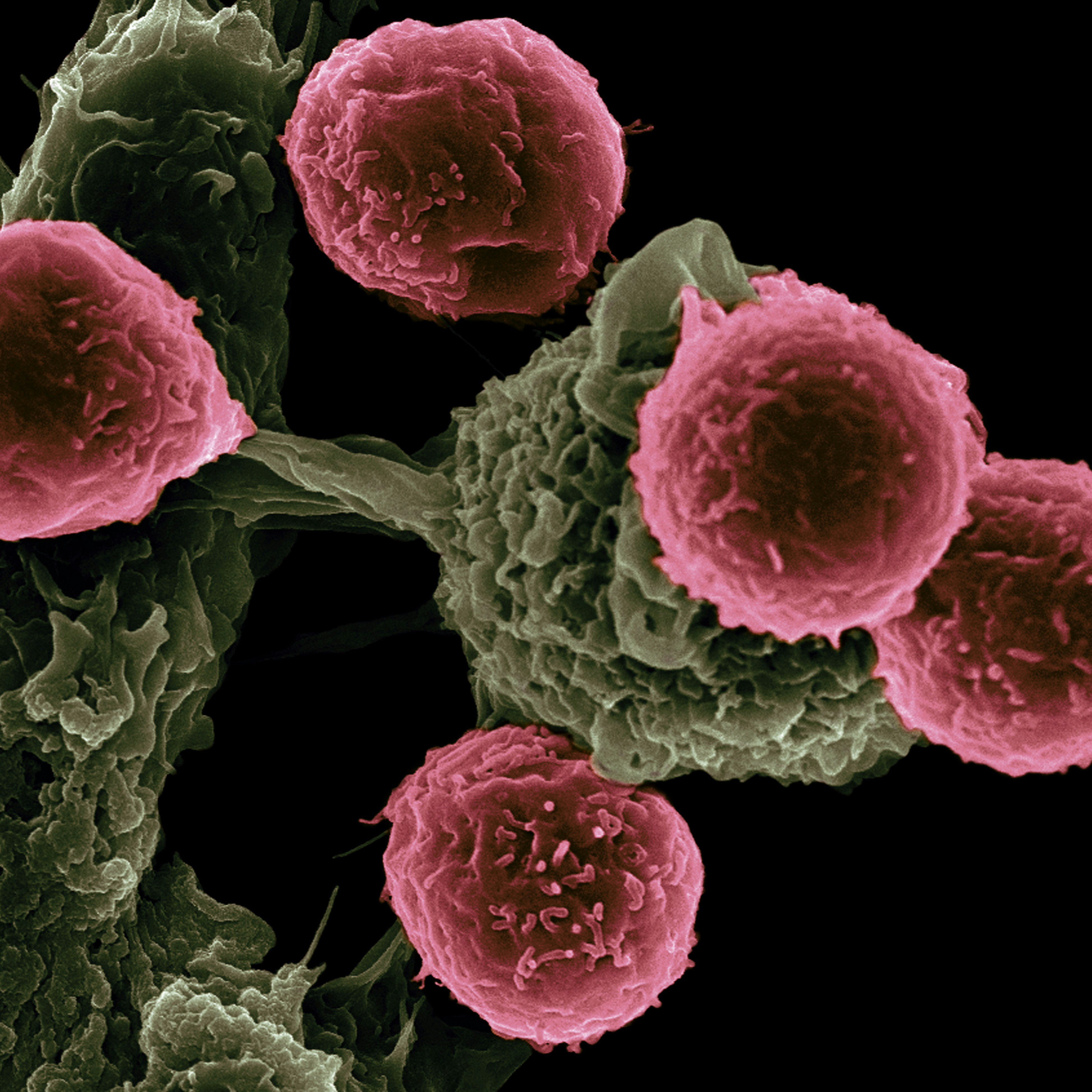 TCGA Survival and Biomarker Analysis